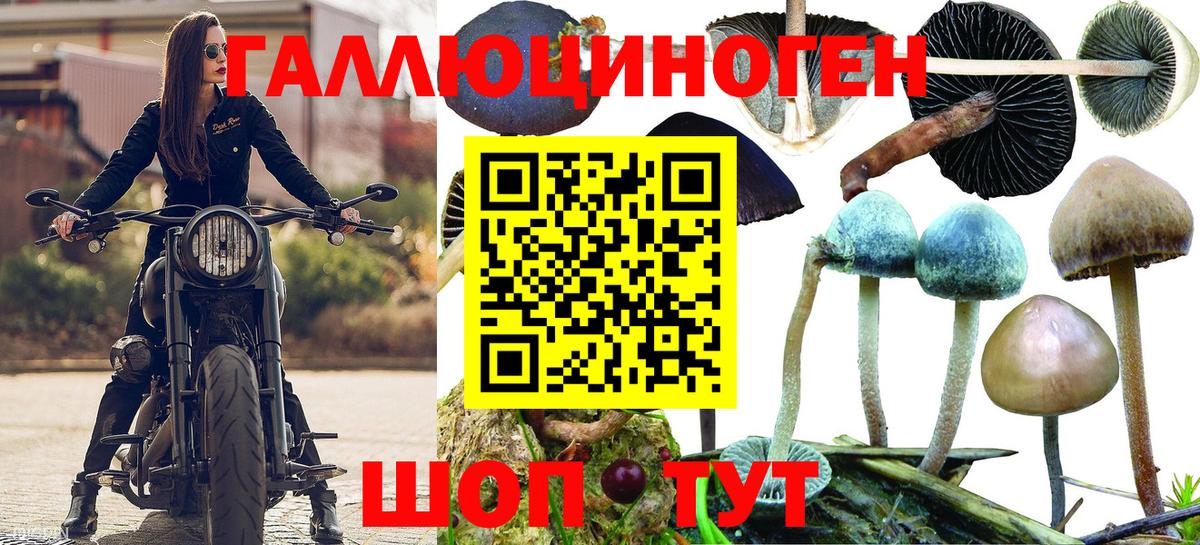 Владикавказ  Галлюциногенные грибы Cubensis  Вход с VPN 